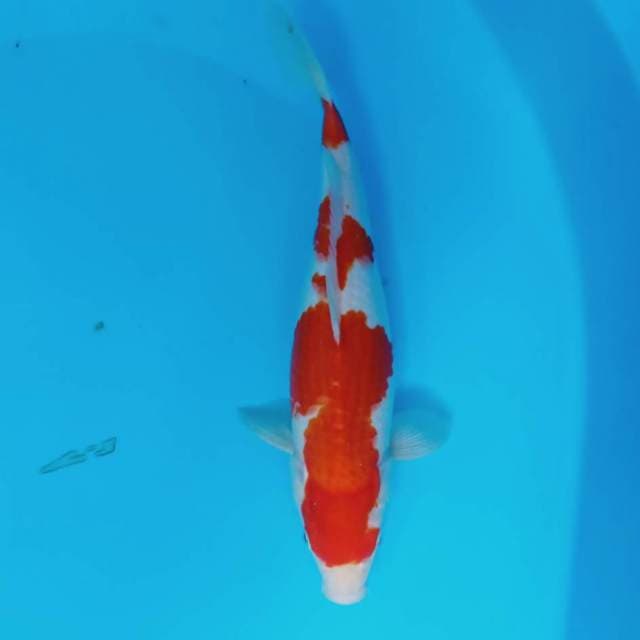 Kohaku