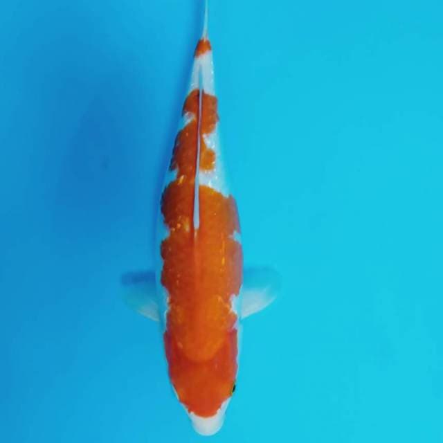 Kohaku