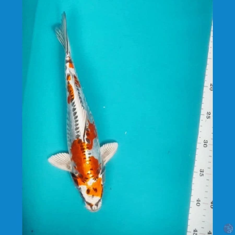 Kikokuryu 32cm Male