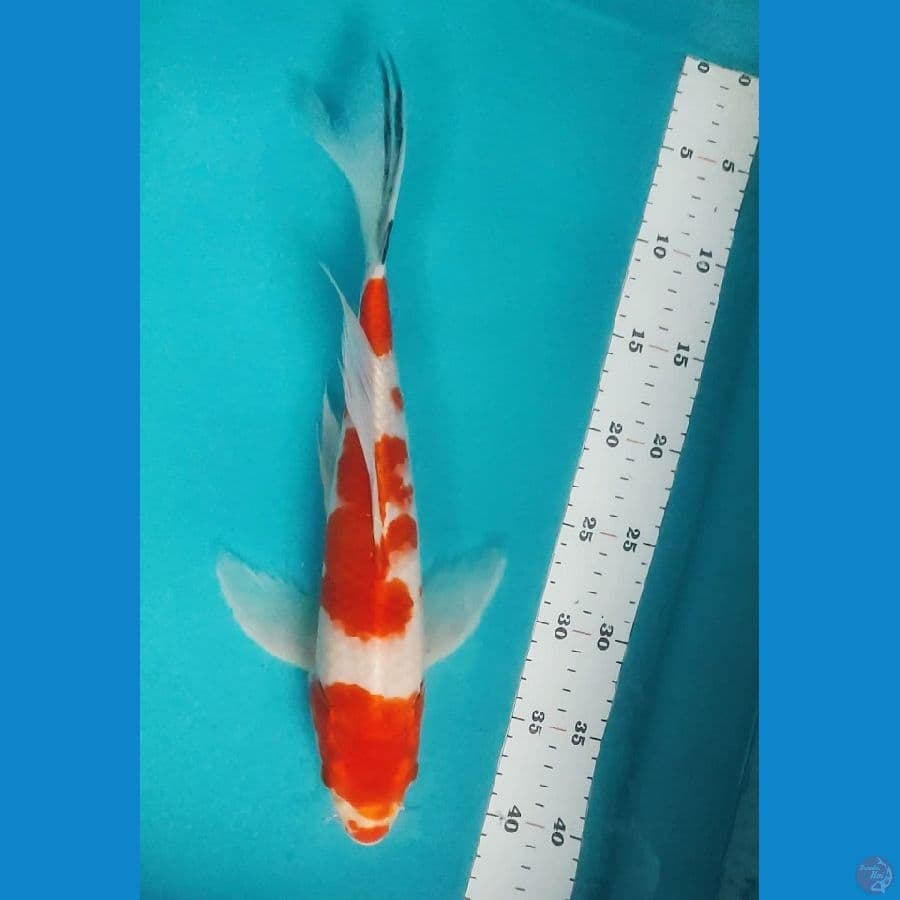Kumpay Maruten 37cm