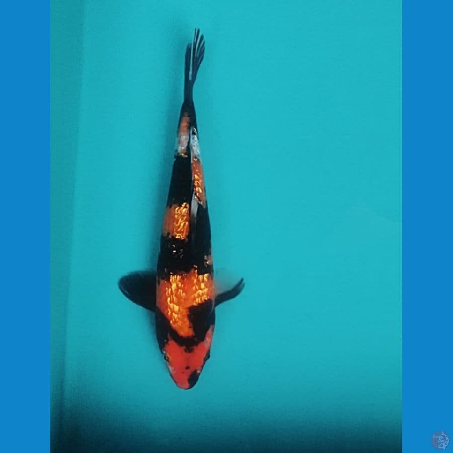 Showa Ginrin padat 26cm Male