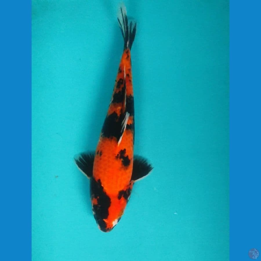 Showa 27cm