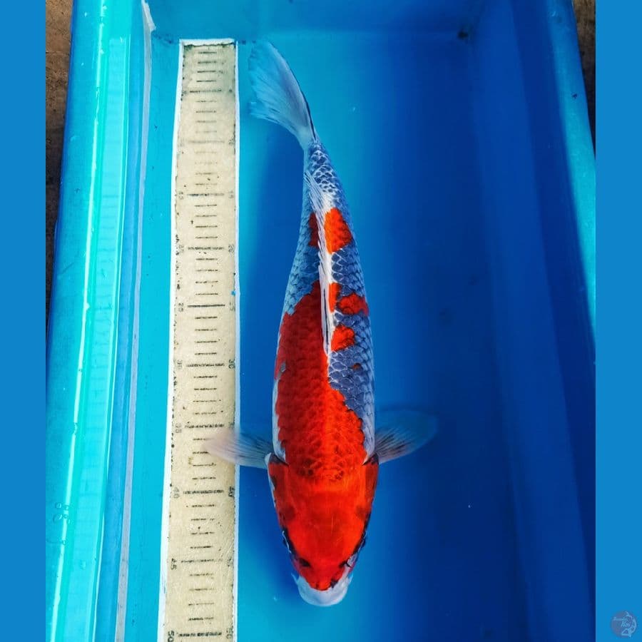45cm kuro ghosiki jozz
