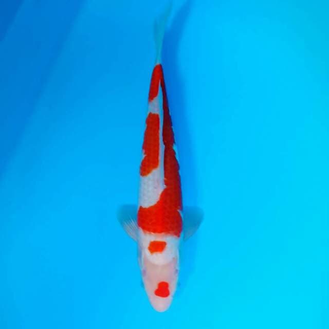Kohaku