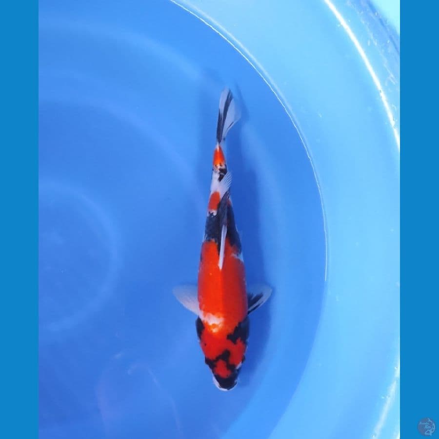 SHOWA HQ 35 CM - FEEMALE
