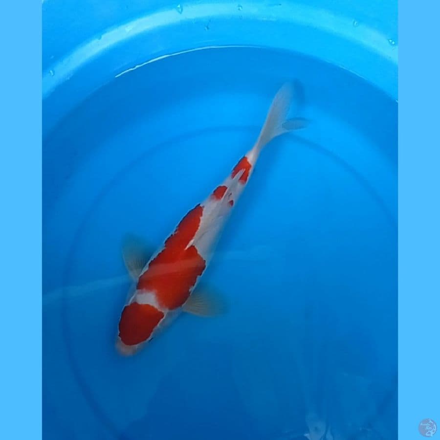 kohaku 4 step