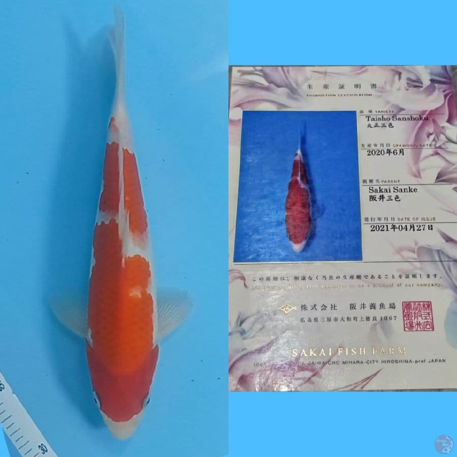 sanke tategoi