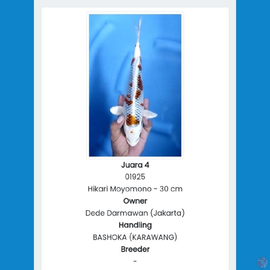 HikariMoyo SQ (JUARA 4 21th BLITAR KOI SHOW)