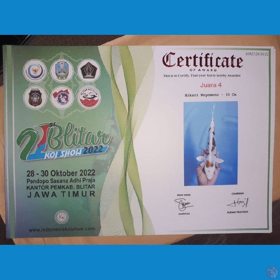 HikariMoyo SQ (JUARA 4 21th BLITAR KOI SHOW)