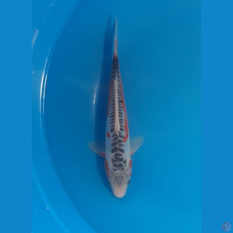 Shusui SQ (JUARA 3 21th BLITAR KOI SHOW)