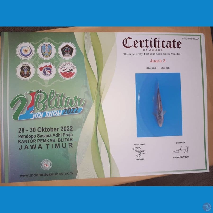 Shusui SQ (JUARA 3 21th BLITAR KOI SHOW)