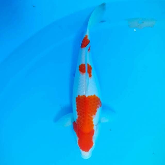 Kohaku