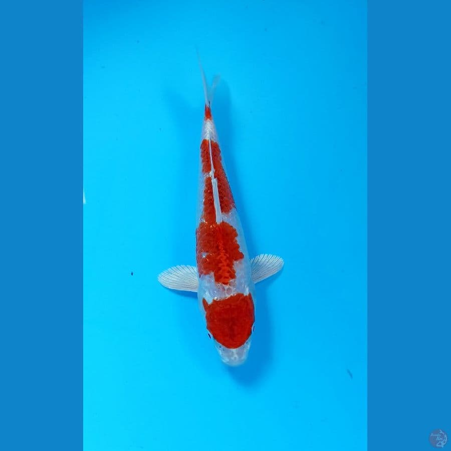 kohaku hikari 21cm