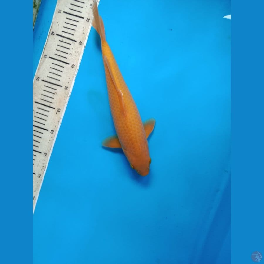karasi caramel 35 cm