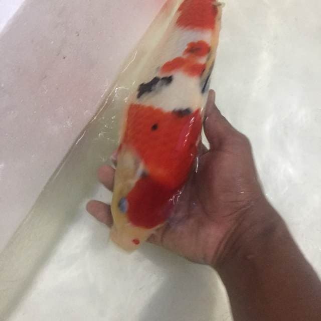 Sanke konishi 31 cm
