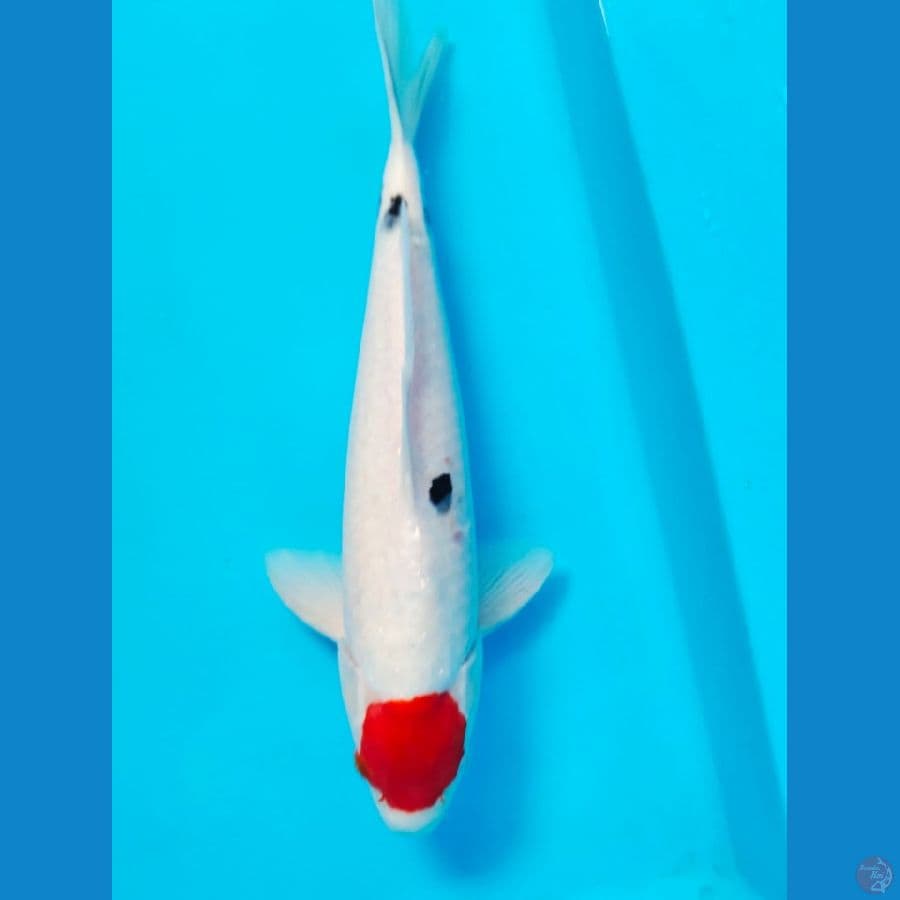 tanco sanke 35cm