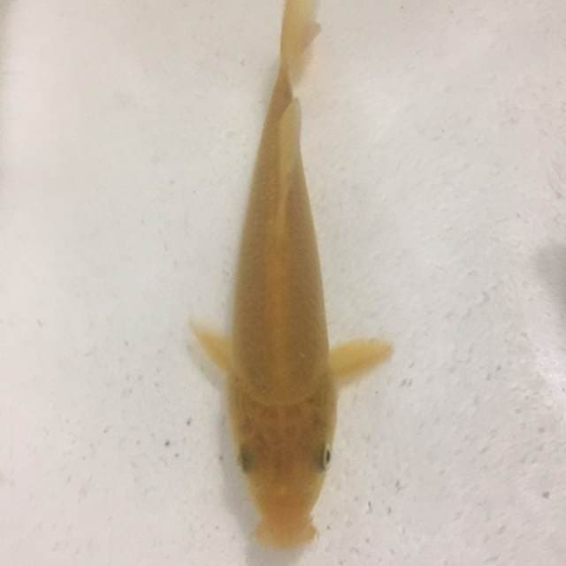 Karashi Mata Merah Konishi Serti 19 cm