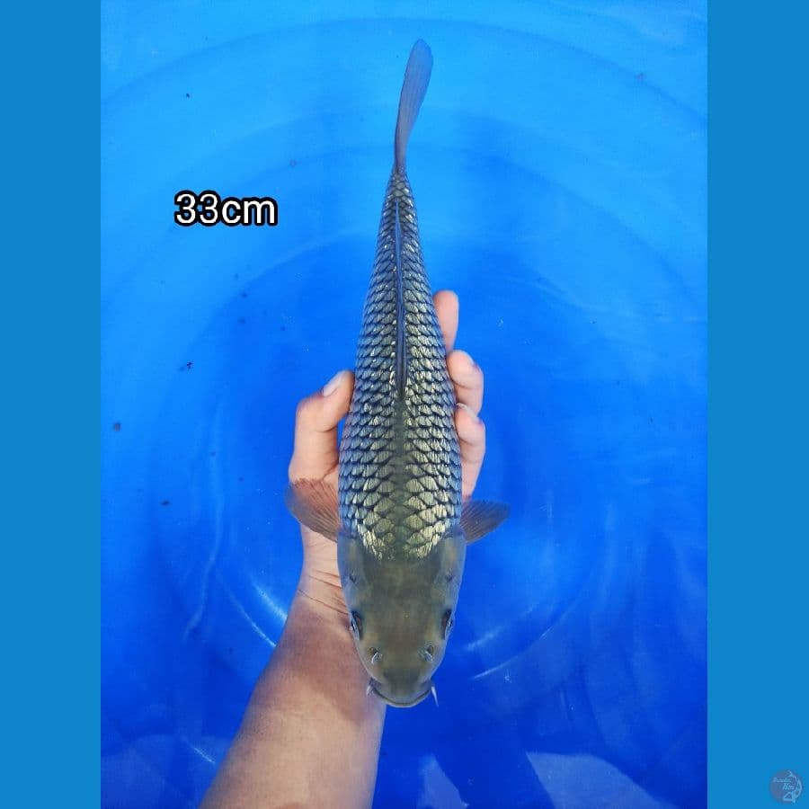 Kingrin C 33cm