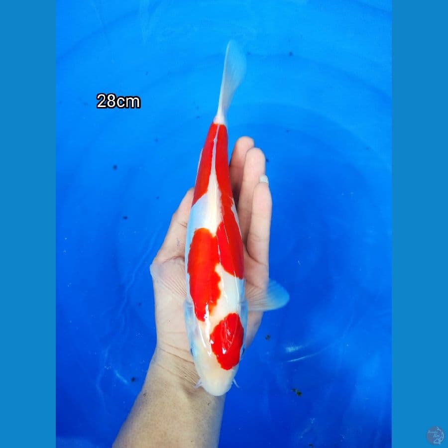 Doitsu 28cm