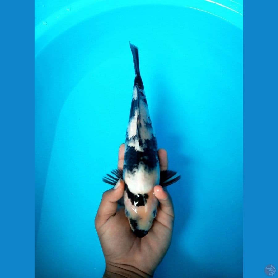 shiro hitam pekat - 30cm