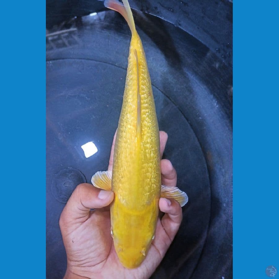32cm jantan