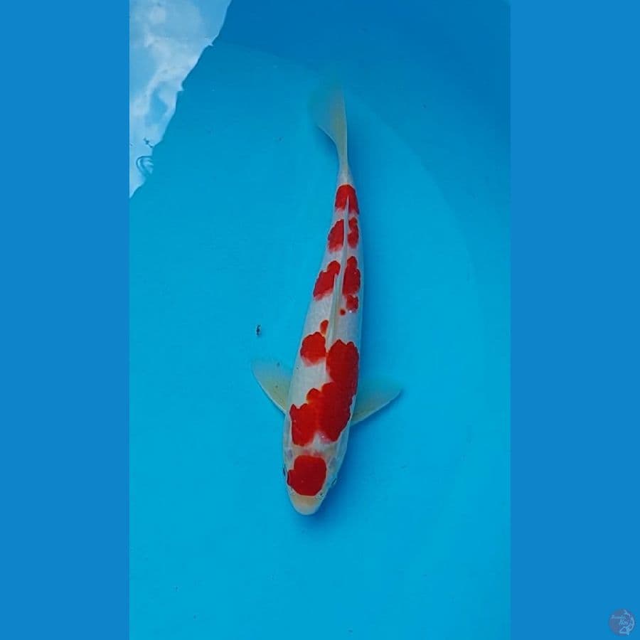 maruten kohaku joss male 27 cm