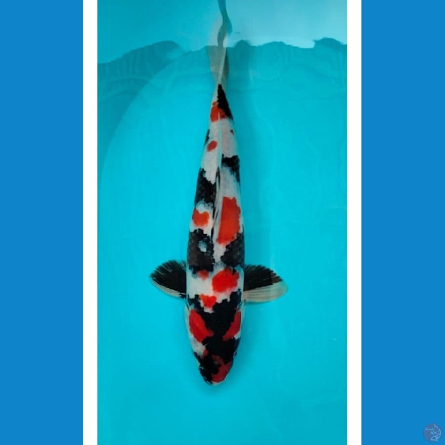 Kindai Showa Male 37cm