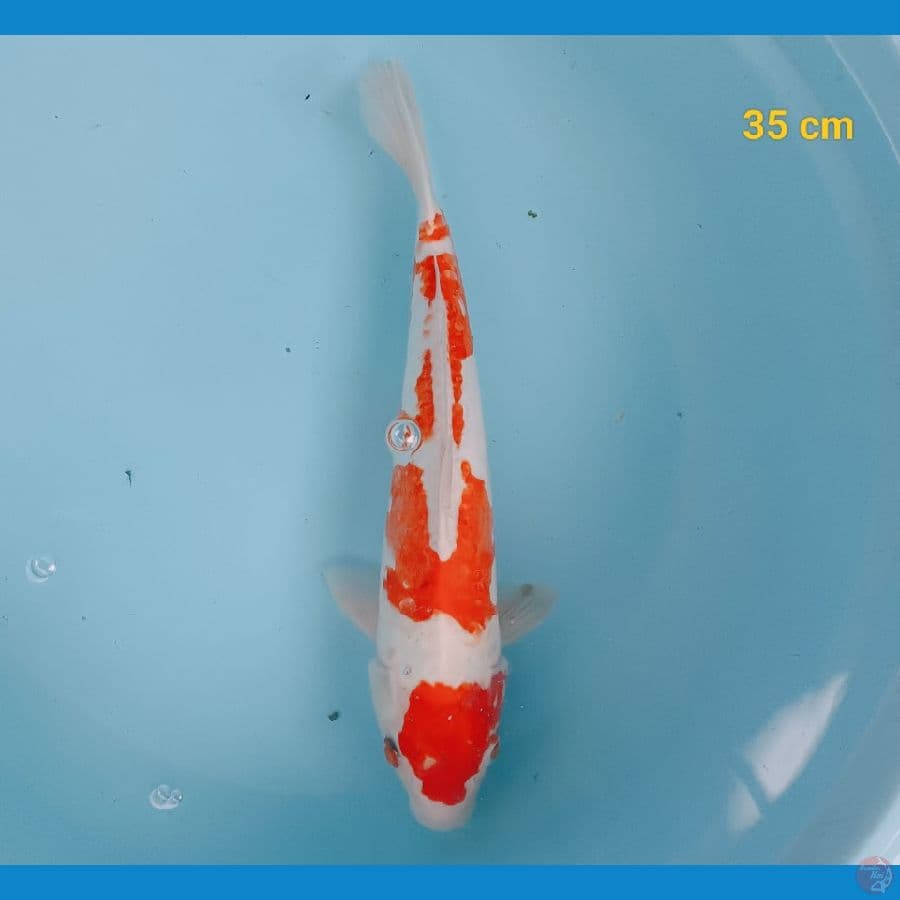 Kohaku doit 35 cm