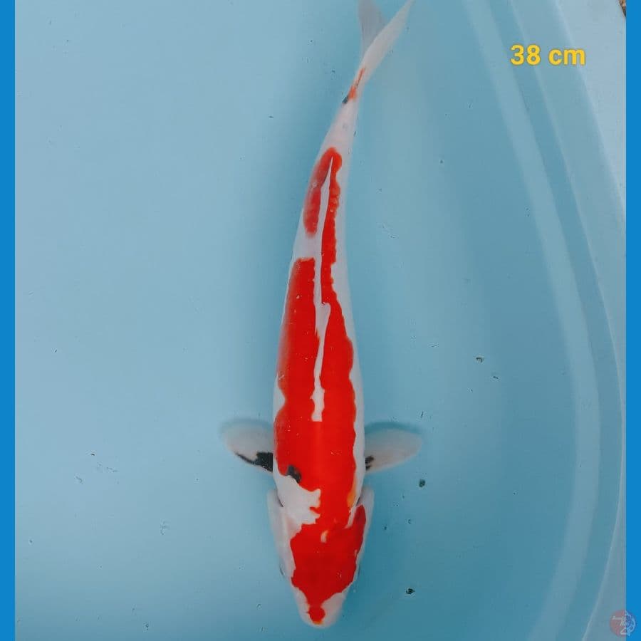 Showa doit male 38 cm