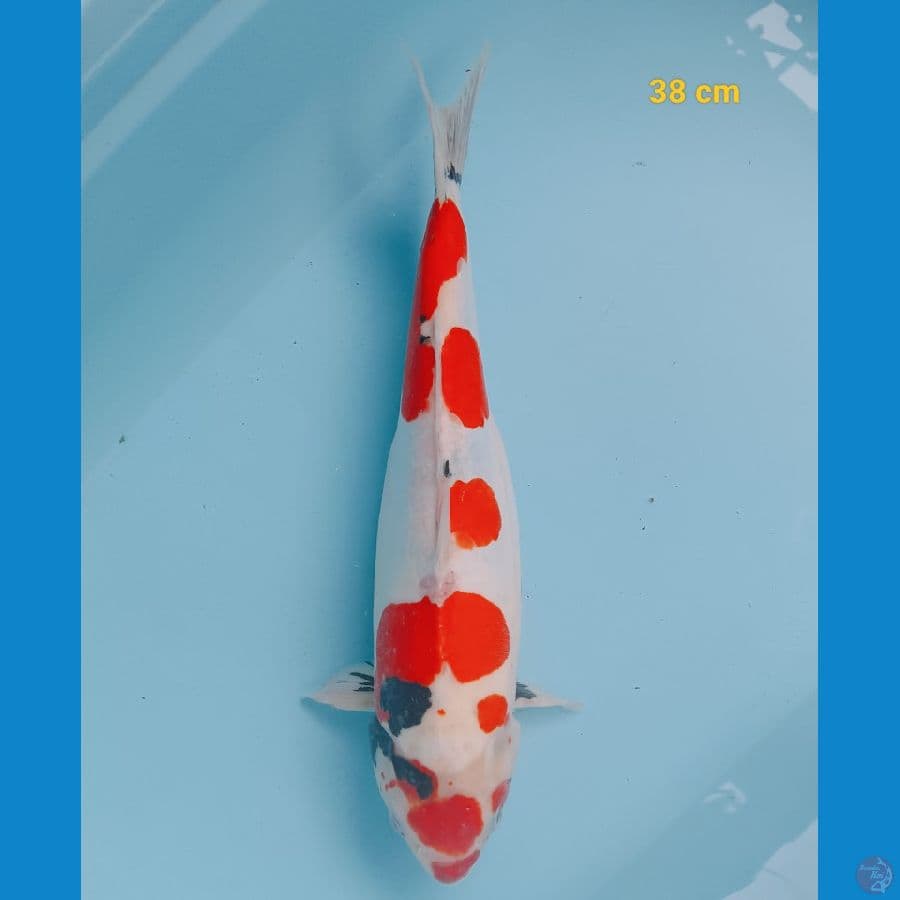 Showa doit 38 cm