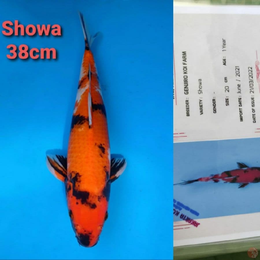 GENJIRO SHOWA 38CM SERTI