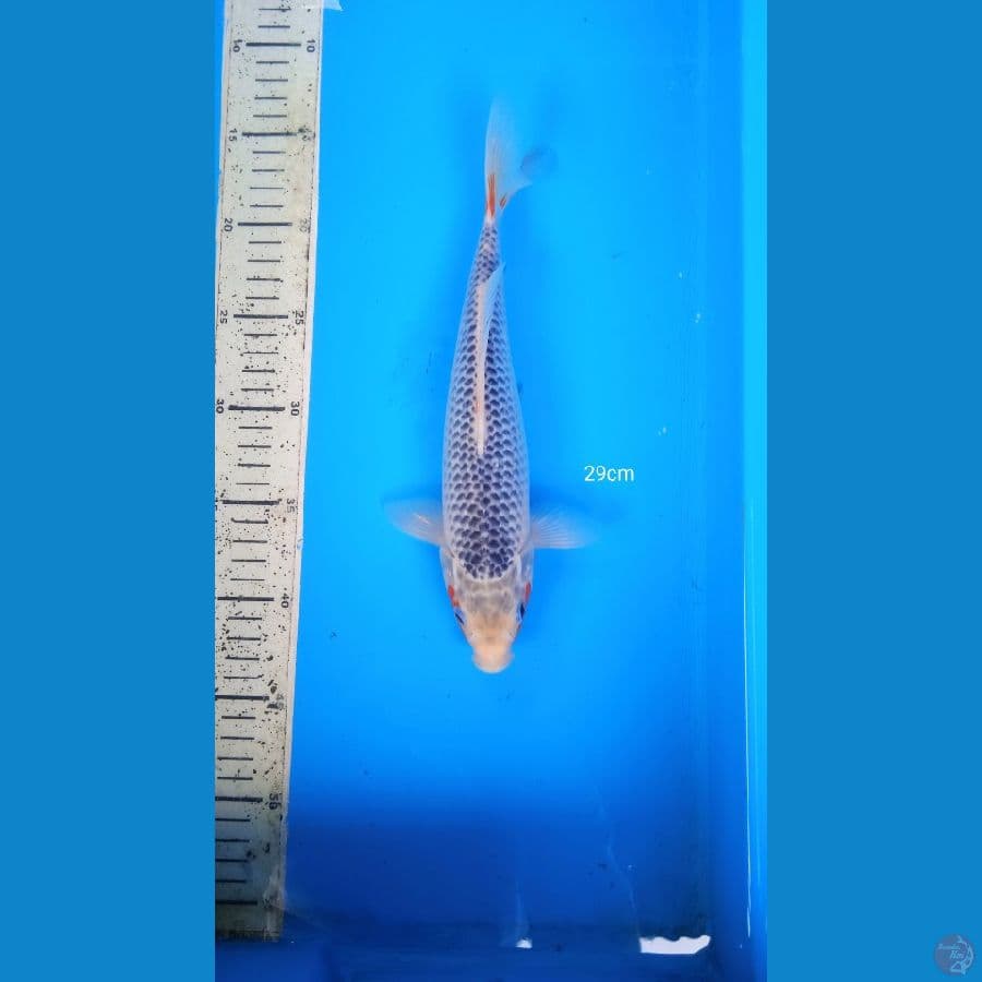 asagi 29cm