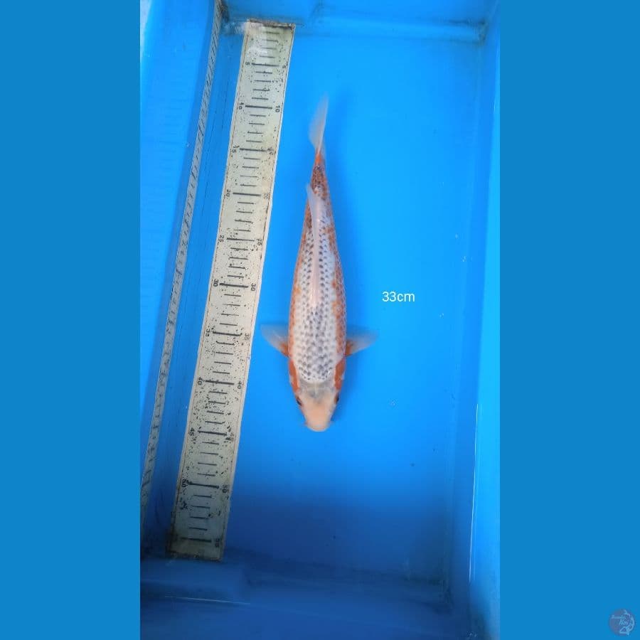 asagi 33cm