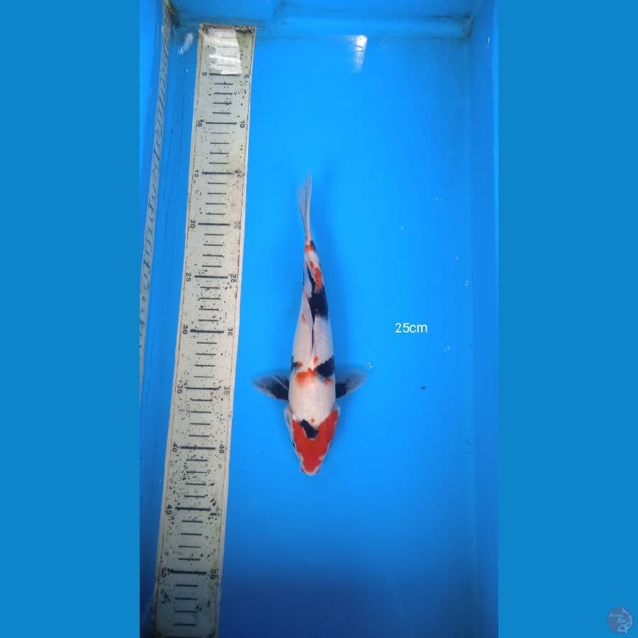showa 25cm