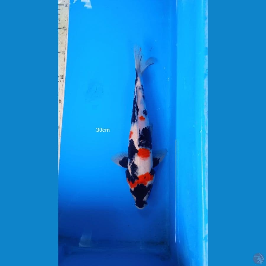 showa 30cm