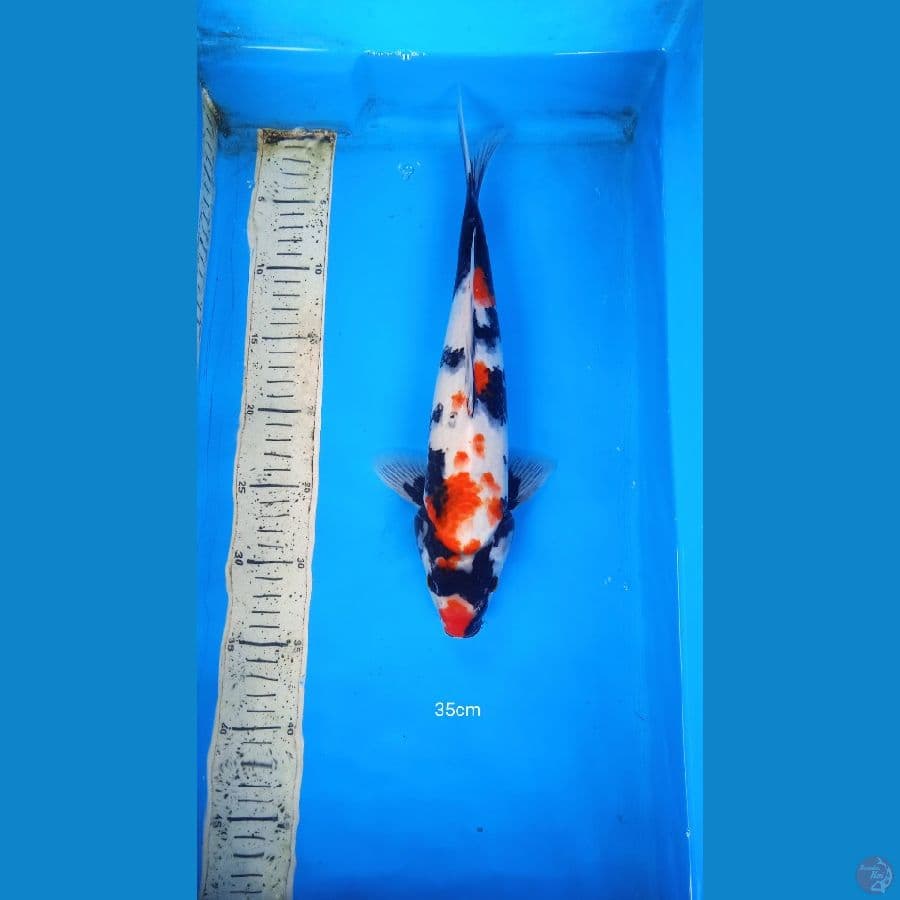 showa 35cm