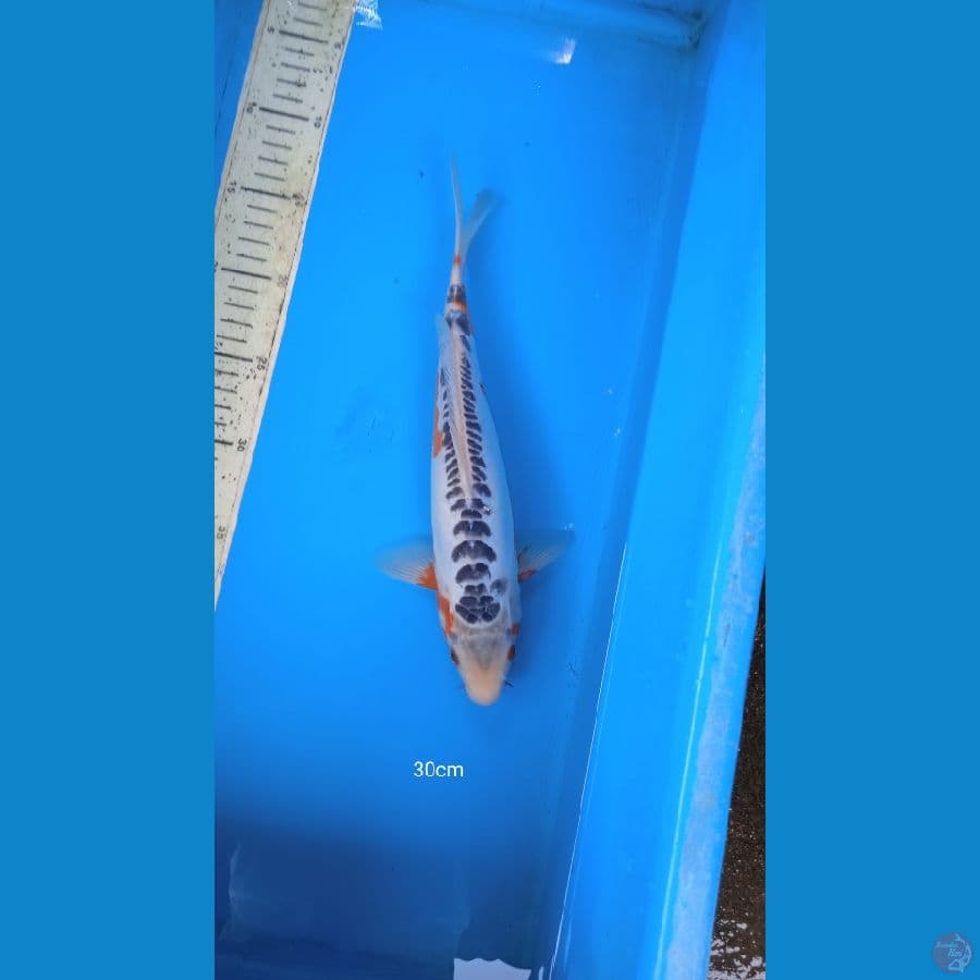shusui 30cm