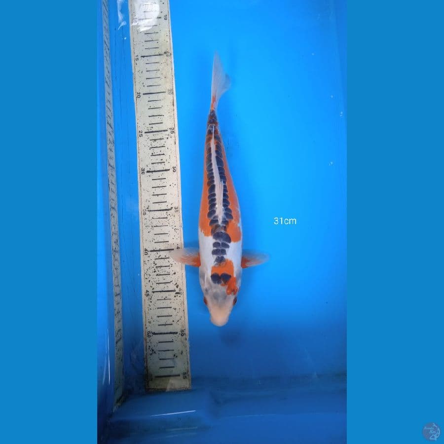 shusui 31cm