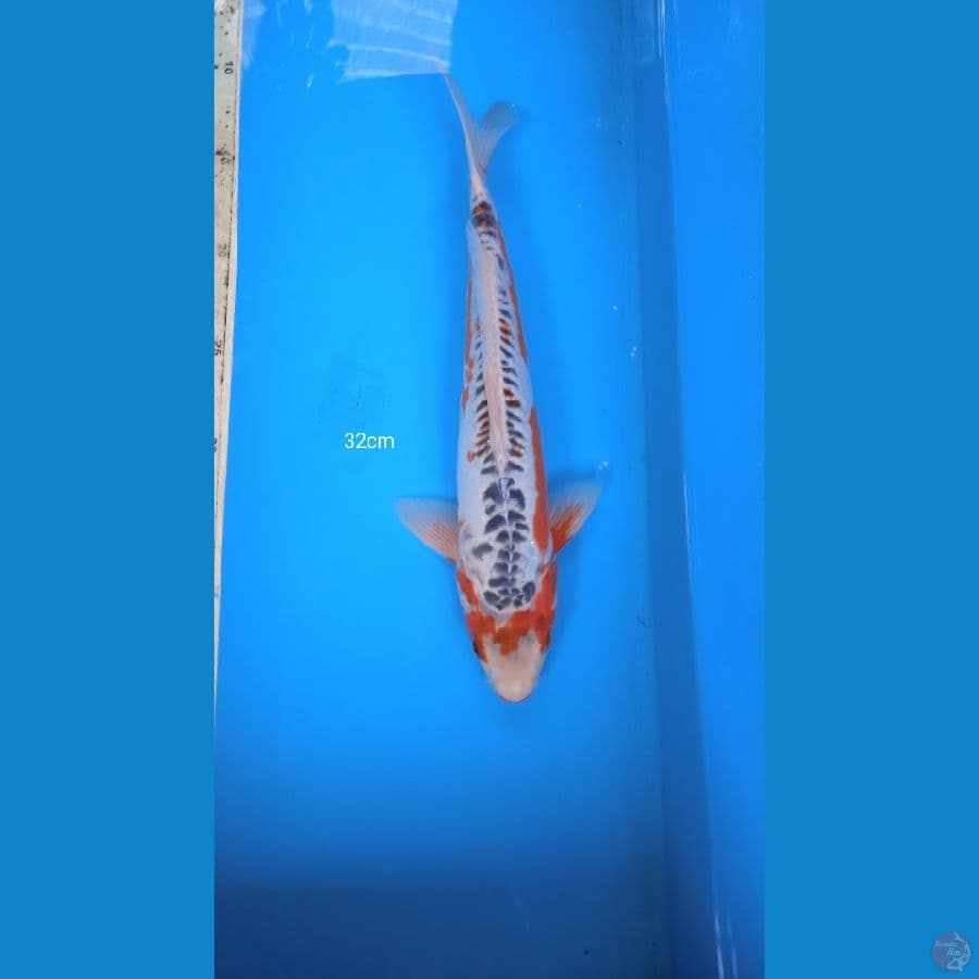 shusui 32cm