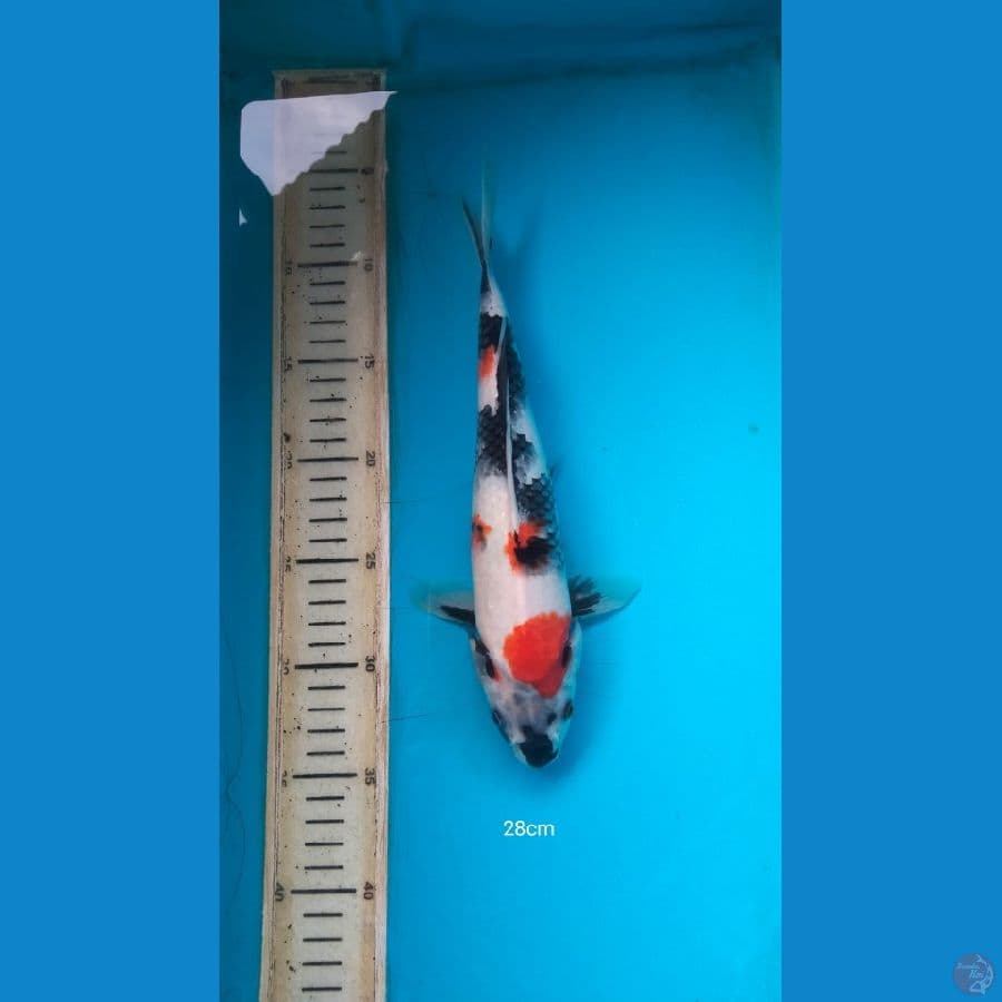 showa 28cm