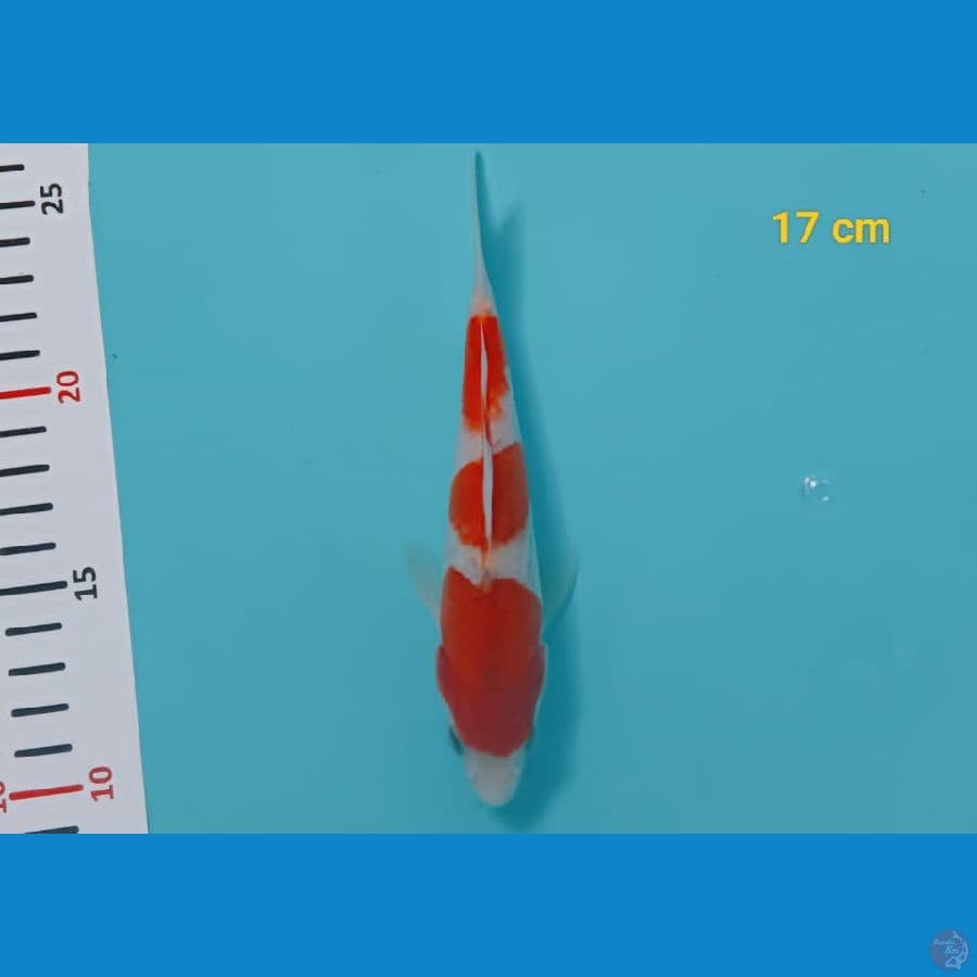 minion kohaku 17 cm