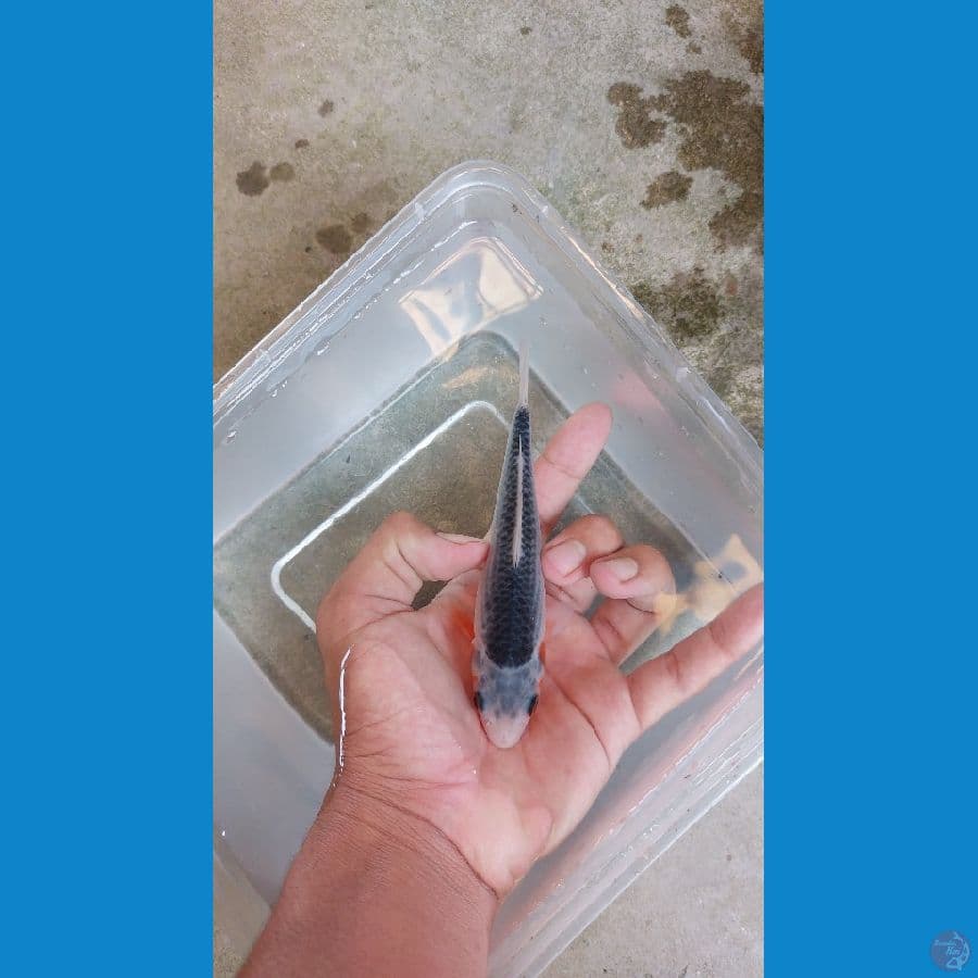 Asagi SQ 15cm. Prestasi