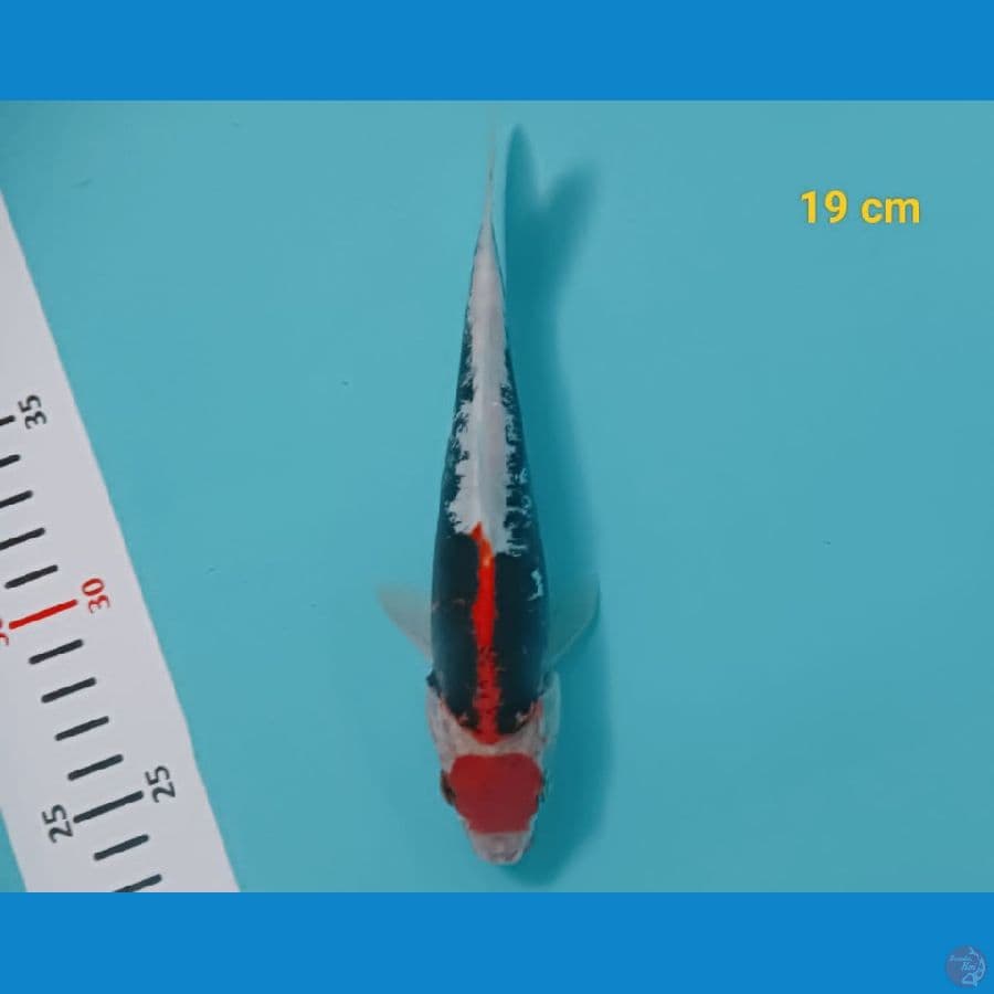 Tancho benikumon 19 cm