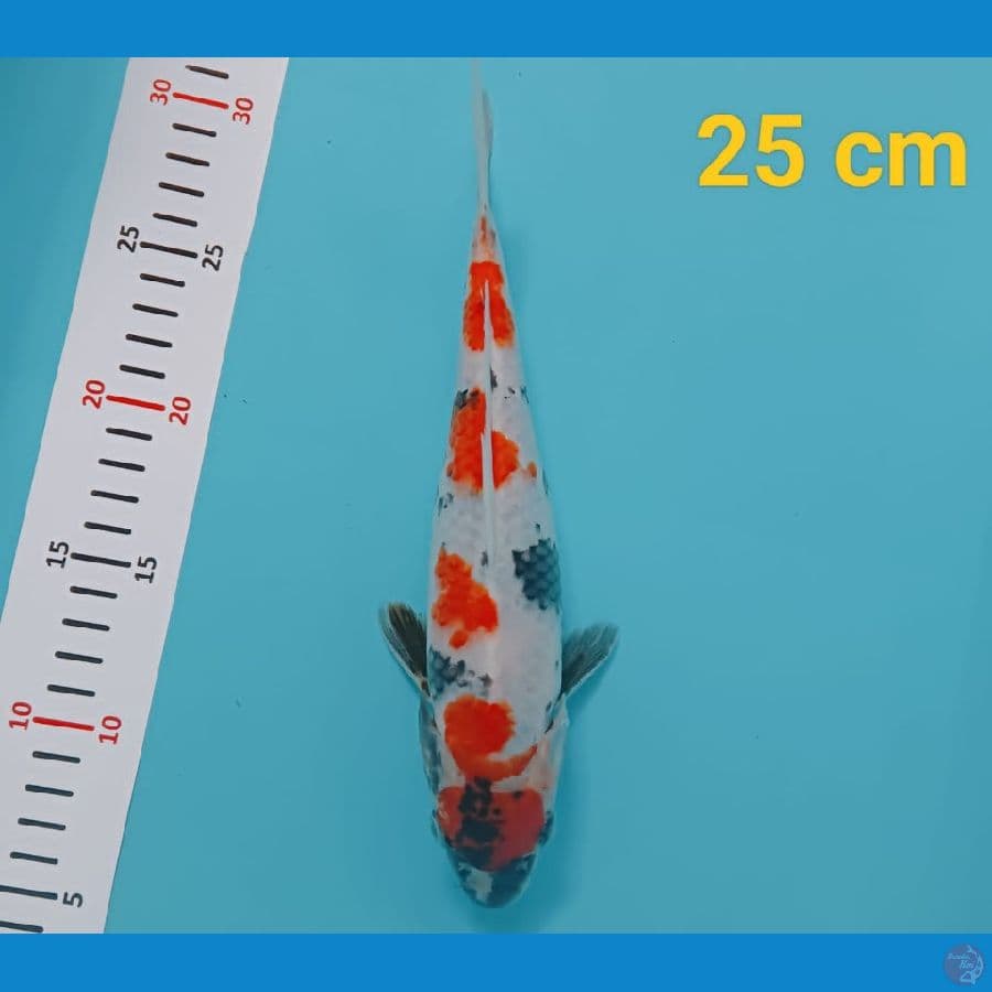 maruten showa 25 cm