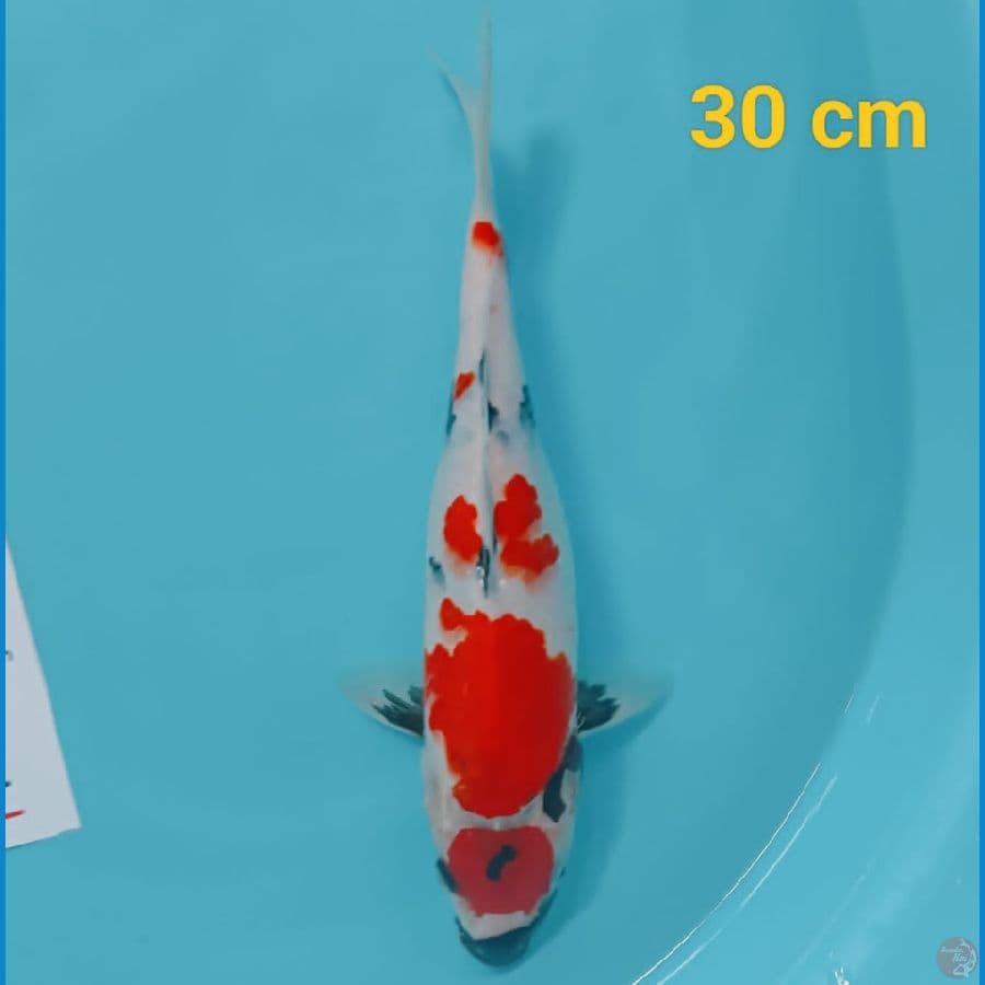 maruten showa 30 cm