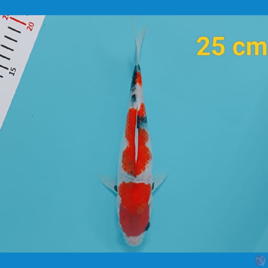 showa 24 cm