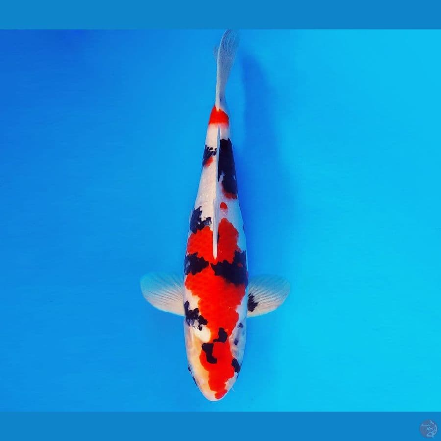 MEIJI 7 ~ Showa Evolution 35 cm/male ™