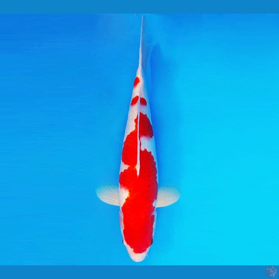 MEIJI 8 ~ Kohaku 35 cm/male ™