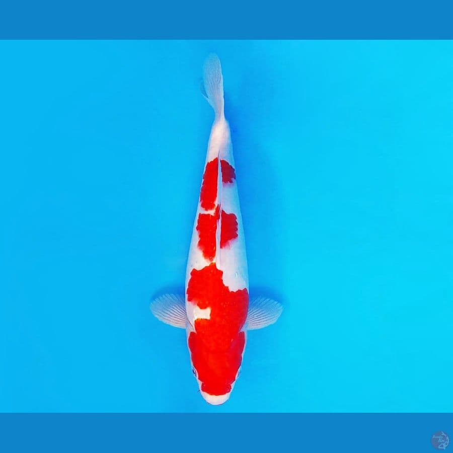 MEIJI 14 ~ Kohaku 31 cm/male ™