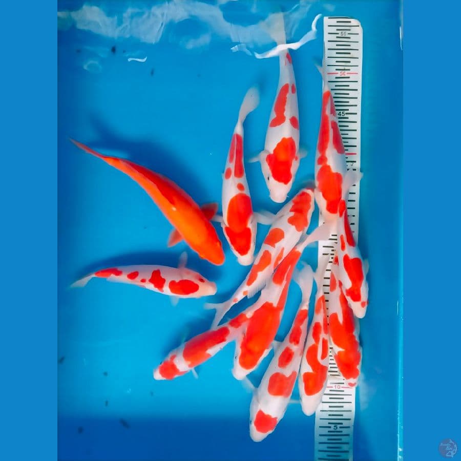 Kohaku doitsu Murni Super 12ekor 18-24cm